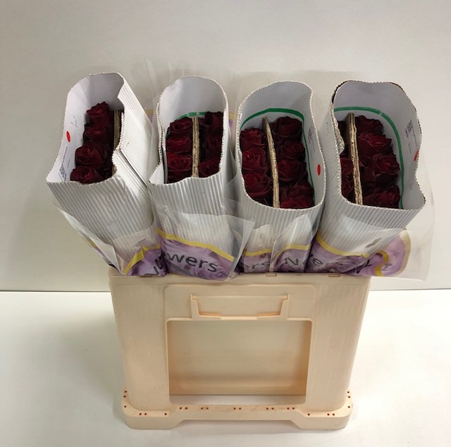 Rosa gr explorer BT_50.jpg